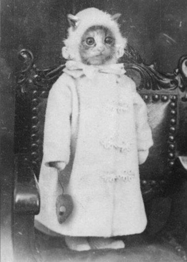 Monet Frivillig Er deprimeret I 1800-tallet tog man også sjove billeder af katte – Unyttige Historiefacts